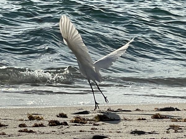 Egret taking flight thumbnail