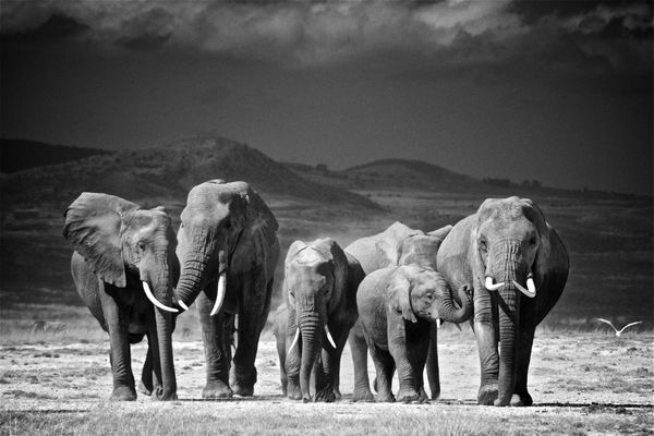 Walking Elephant Family thumbnail