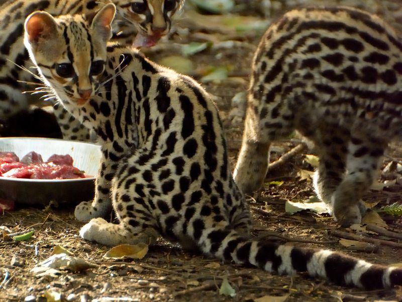 Baby ocelots eat their afternoon meal Smithsonian Photo Contest