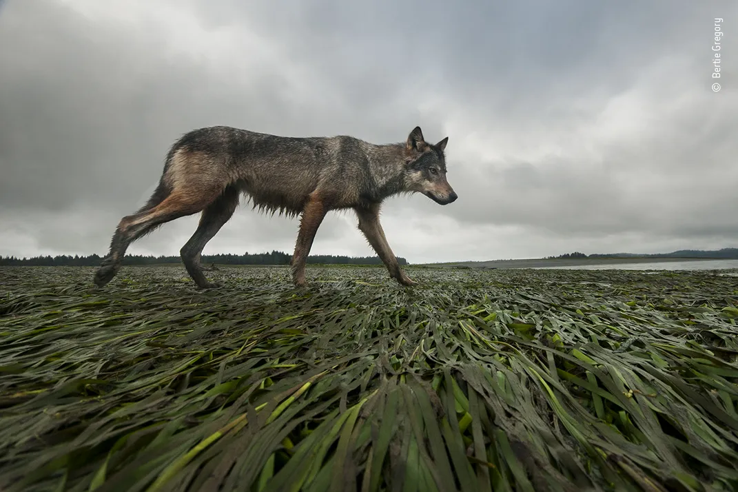 a wolf walks along the coast