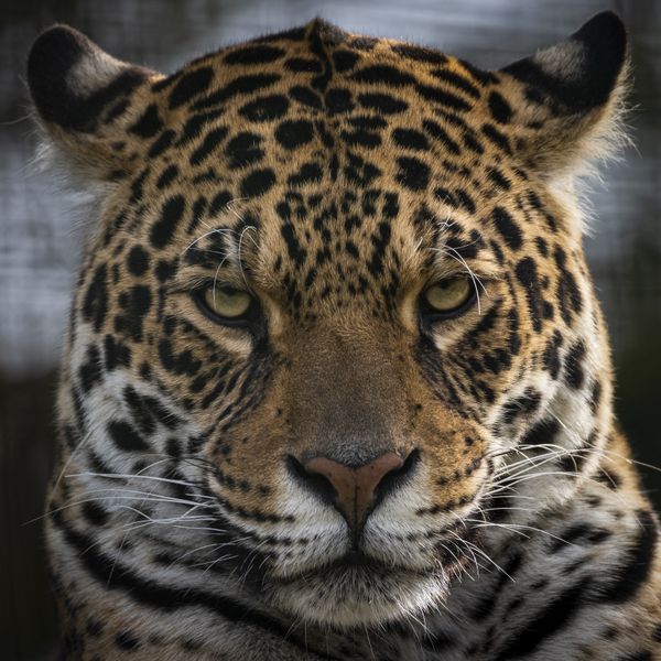 Jaguar Stare thumbnail