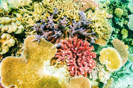 It’s hard to smell them underwater, but corals, like all living things, release a range of volatile chemicals.
