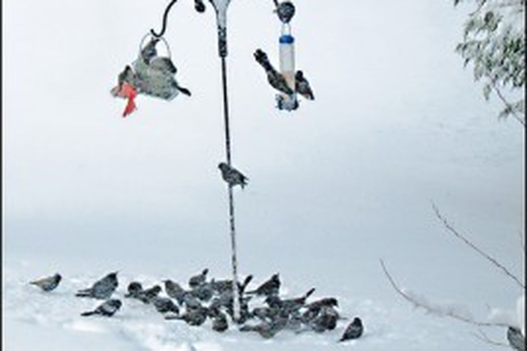 20110520102323bird-feeder-snow-268x300.jpg
