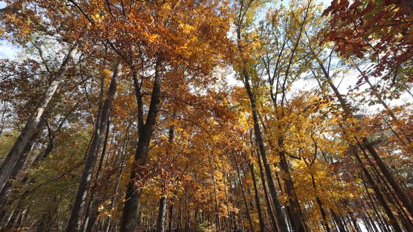 Tall trees with dazzling display of fall foliage. thumbnail