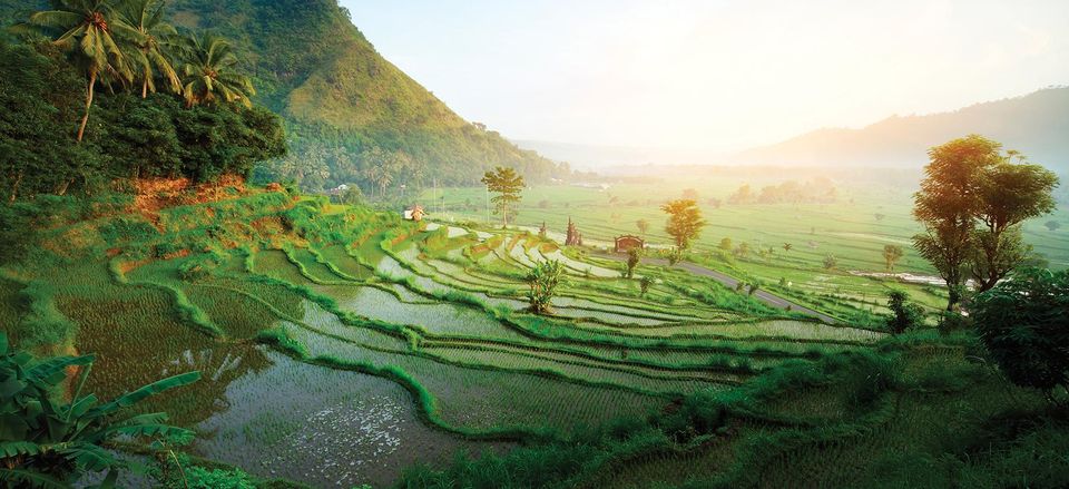  Rice terraces in the mountains, Bali 