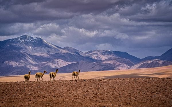 Vicunas in the Atacama thumbnail