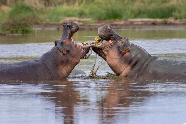 Playfighting hippos thumbnail