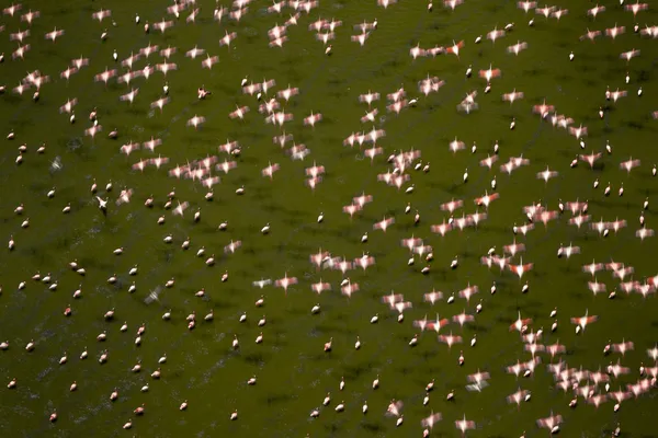 Stars Above the Standing Flock thumbnail