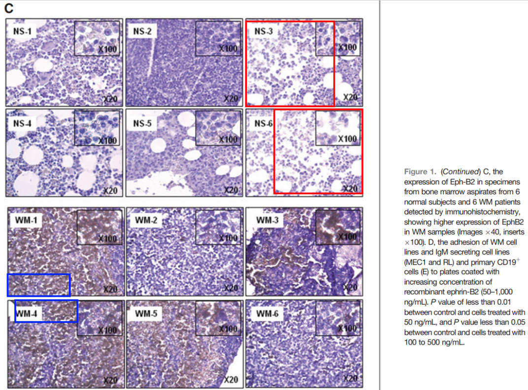 several images of crystal violet stained cells, with a few sections that appear visually similar highlighted in boxes. David alleges these were copy and pasted