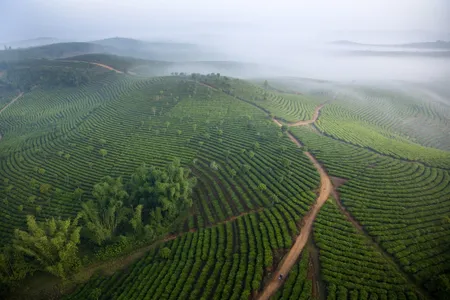 Tea near Yunnan Province, China