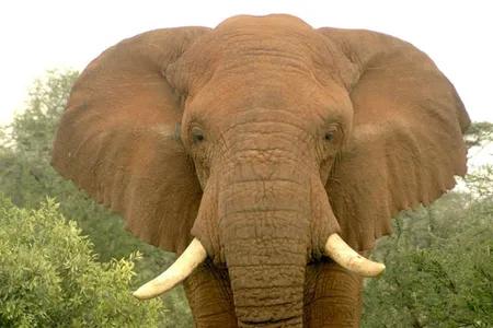 Changila, a male elephant who was later killed by poachers near Samburu National Reserve in Kenya.