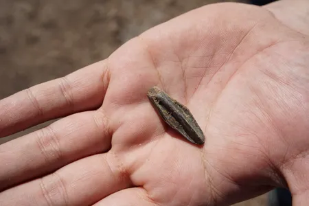A fully formed dinosaur tooth found in Bismarck, North Dakota.