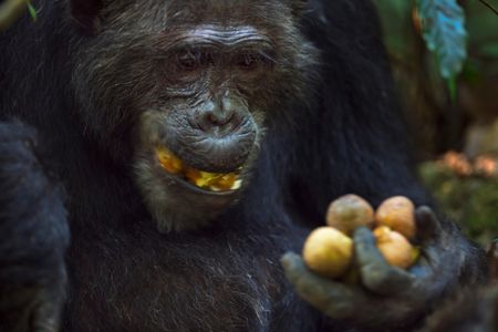35-year old male chimp Frodo enjoying Mbula fruit he collected in Gombe National Park, Tanzania