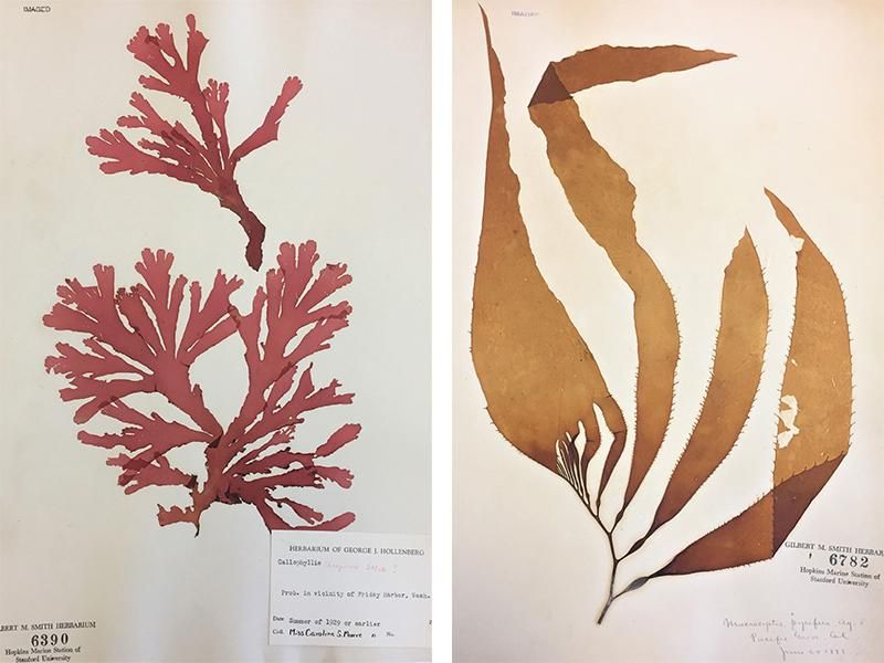 Scientists Use Century-Old Seaweed to Solve a Marine Mystery