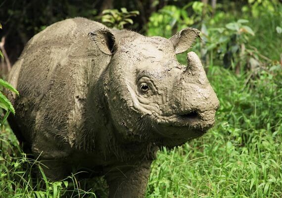 Malaysia’s Last Male Sumatran Rhinoceros Has Died