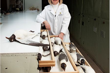 For forensic ornithologist Carla Dove, examining the National Museum of Natural History’s vast collection of 
bird specimens—including laughing gulls (above)—is part of a day’s work.