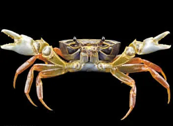 Terrestrial creatures (a forest crab in a defensive pose) were not easily confined for photographing.