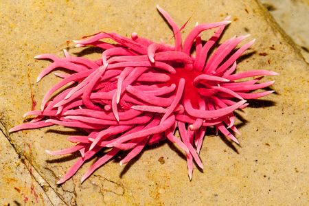 The Hopkins' Rose nudibranch, or pink sea slug.