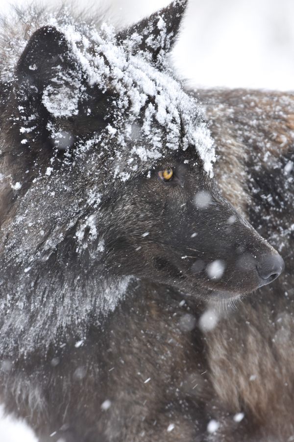 Grey Wolf in Yellowstone thumbnail