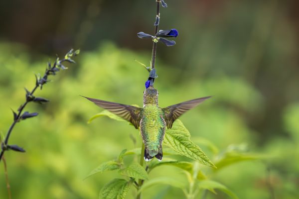 Hummingbird drinking nectar from a flower thumbnail