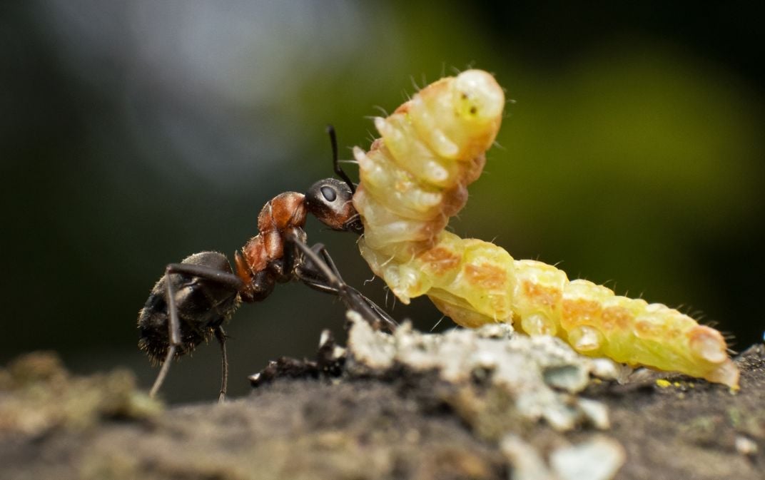 Red Wood Ant With Prey 