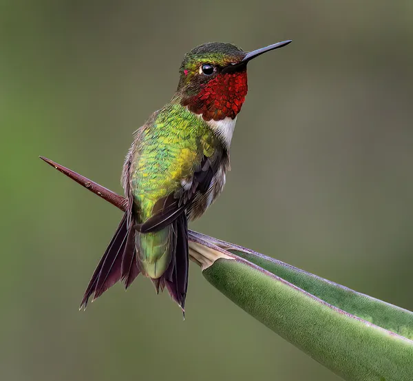 Hummingbird thumbnail