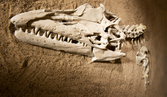 A tan-colored skull and spine sticks out of a sandy surface. The jaws of the elongated skull are studded with sharp teeth that are angled at the viewer.
