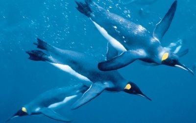Emperor penguins swimming