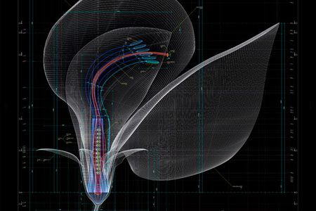 A side view of Lathyrus odoratus L. 2009-2012. By Macoto Murayama