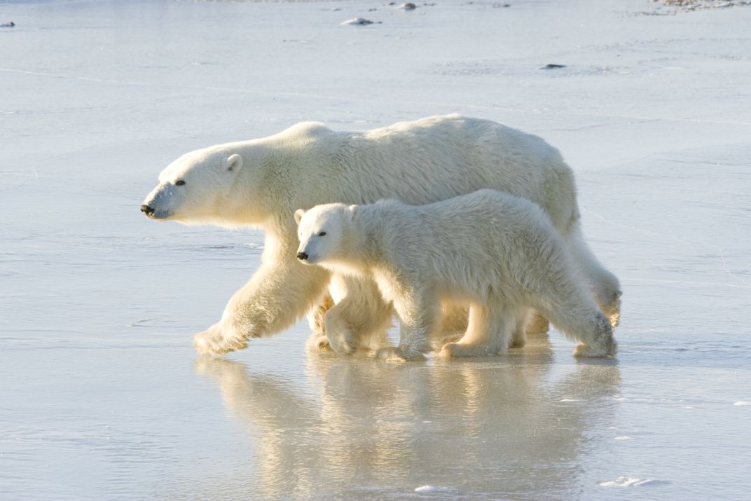 Polar bear and cub
