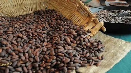 Indulge and educate yourself at the Power of Chocolate Festival this weekend.