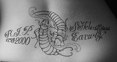 20130925100020Earwig-tattoo-on-model-Samantha-Dempsey-web.jpg