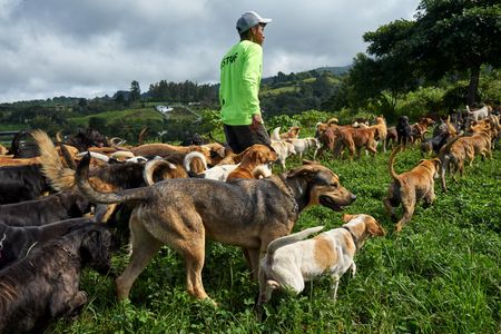 Scenes from Territorio De Zaguates.