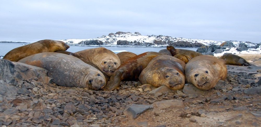 Southern elephant seals normally live in the South Atlantic, often as far south as Antarctica. These are young male Southern elephant seals from the South Shetland and Anvers islands, Antarctica. (Daniel Costa / University of California, Santa Cruz under the National Marine Fisheries Service permits (numbers 87-1593 and 87-1851-00) and ACA authorization)