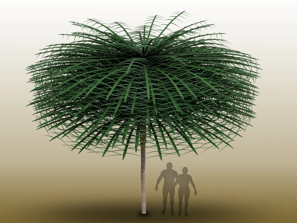 A computer rendering of the tree, with long green branches that create a nearly 20-foot canopy, with two human silhouettes standing beneath, for scale.