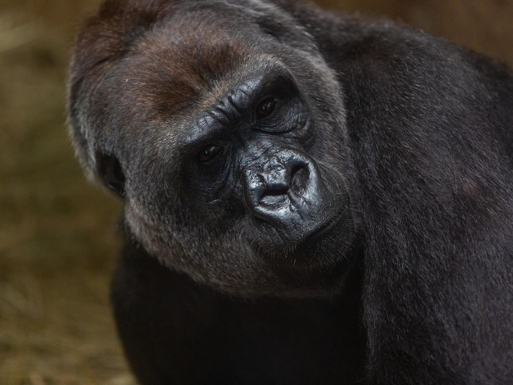 Western lowland gorilla Calaya