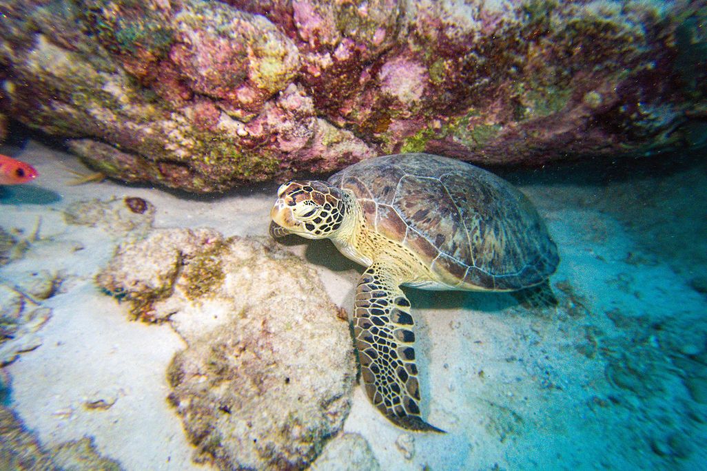 Sea Turtle