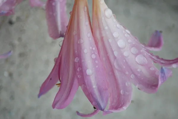 It was raining thumbnail