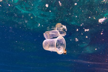 Plastic debris is providing a new vessel for potentially invasive species to cross large distances. 