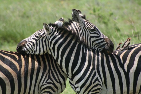 Zebra in Ngorongoro Crater, Tanzania thumbnail