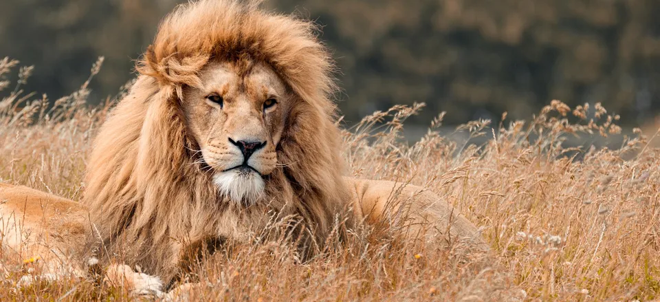  Male lion on watch 