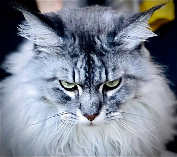 Grumpy grhh!!... thumbnail