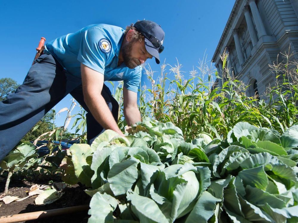 cabbage harvest