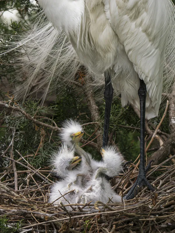 The Punk Rockers thumbnail