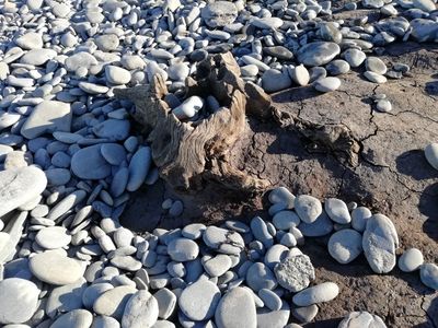Storm Francis uncovered more petrified tree stumps in Wales' Cardigan Bay, 15 miles south of the sunken forest in Borth. 