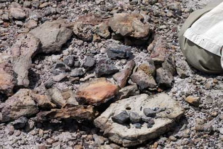 The search yields bones believed to be from a sauropod, a suborder of dinosaurs