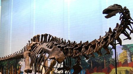 Dinosaurs, such as this Apatosaurus at the Carnegie Museum of Natural History in Pittsburgh, were landlubbers, not aquatic creatures.