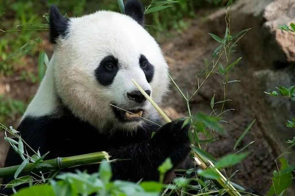 Mei Xiang is one happy mom after welcoming a new cub Sunday.