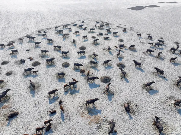Buffalo Herds in the Field: thumbnail