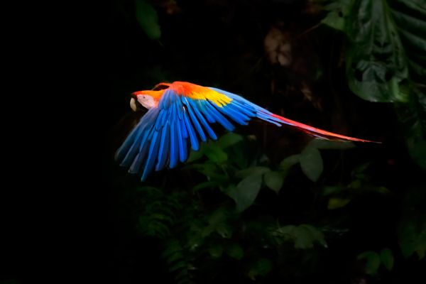 Wild scarlet macaw in flight, Ecuadorian Amazon thumbnail